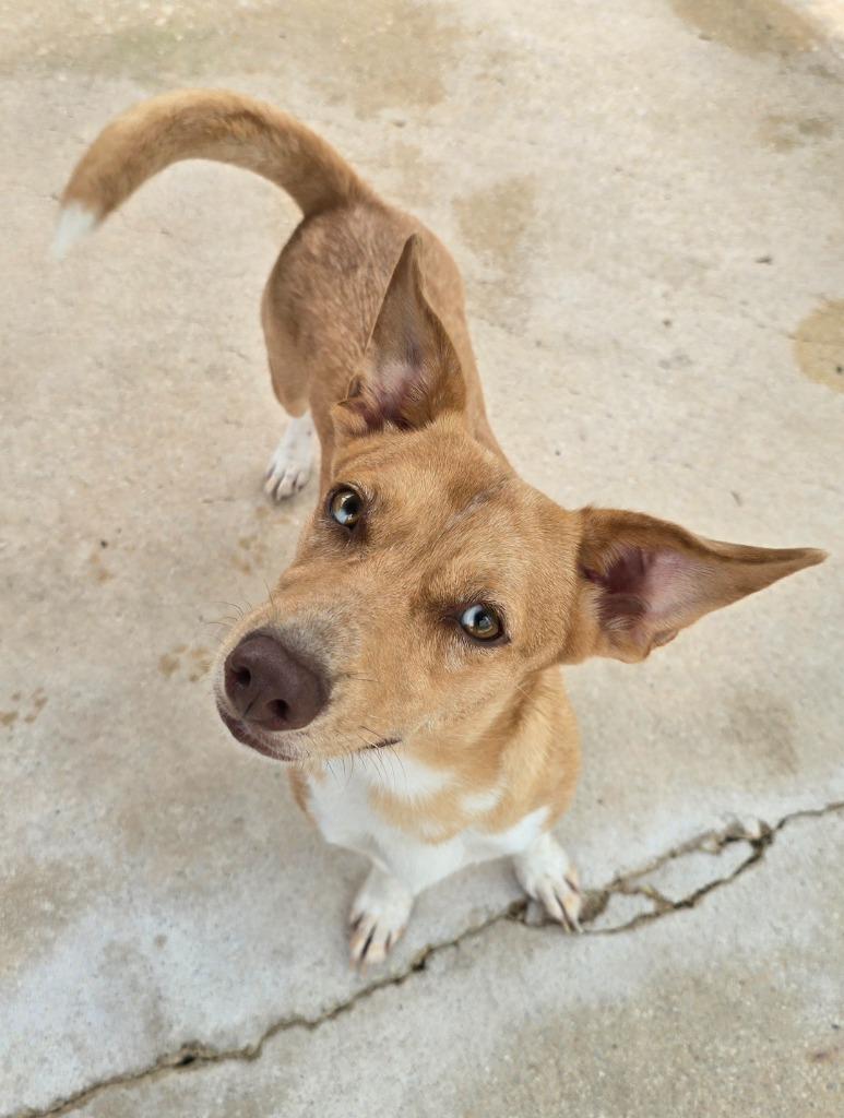 Lily, Adoptable, Young Female Terrier & Dachshund.