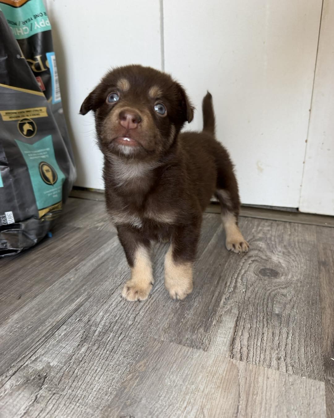 Photo of Bunsen