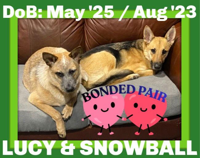 LUCY bonded with SNOWBALL, Adoptable, Young Female Cattle Dog & Australian Cattle Dog / Blue Heeler.
