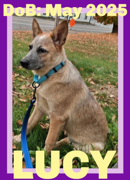 LUCY, Adoptable, Young Female Australian Cattle Dog / Blue Heeler.