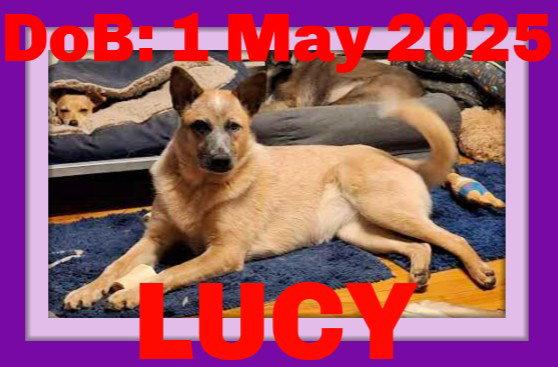 LUCY, Adoptable, Young Female Cattle Dog & Australian Cattle Dog / Blue Heeler.
