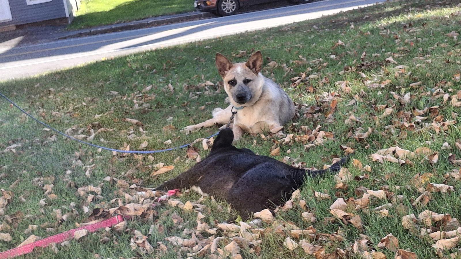 LUCY, Adoptable, Young Female Australian Cattle Dog / Blue Heeler.