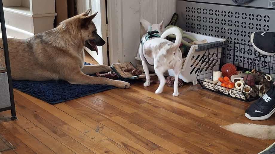 Enlarge LUCY, a Adoptable mixed breed in Sebec, ME image 2/3