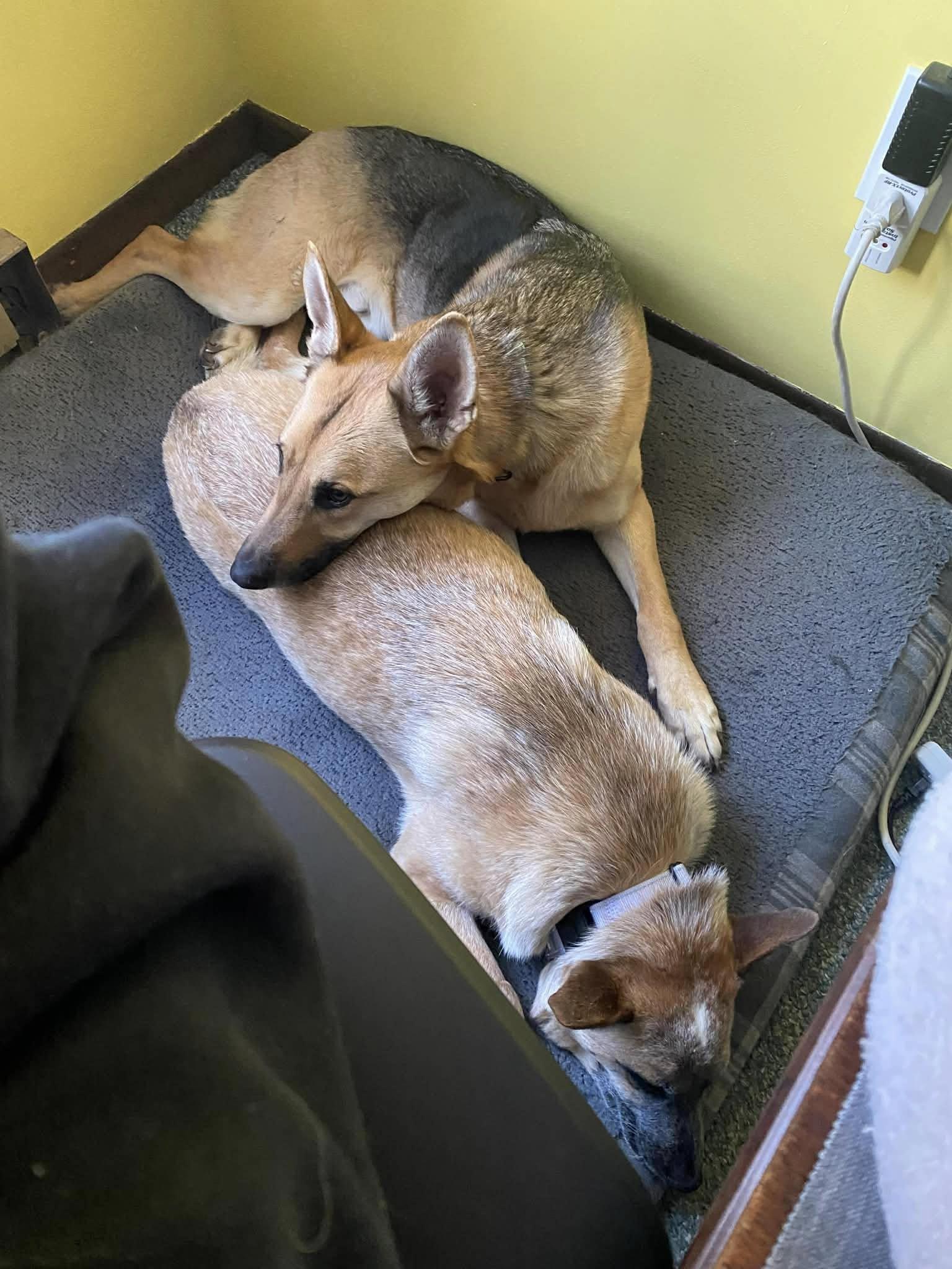 Enlarge LUCY bonded with SNOWBALL, a Adoptable mixed breed in Sebec, ME image 3/4