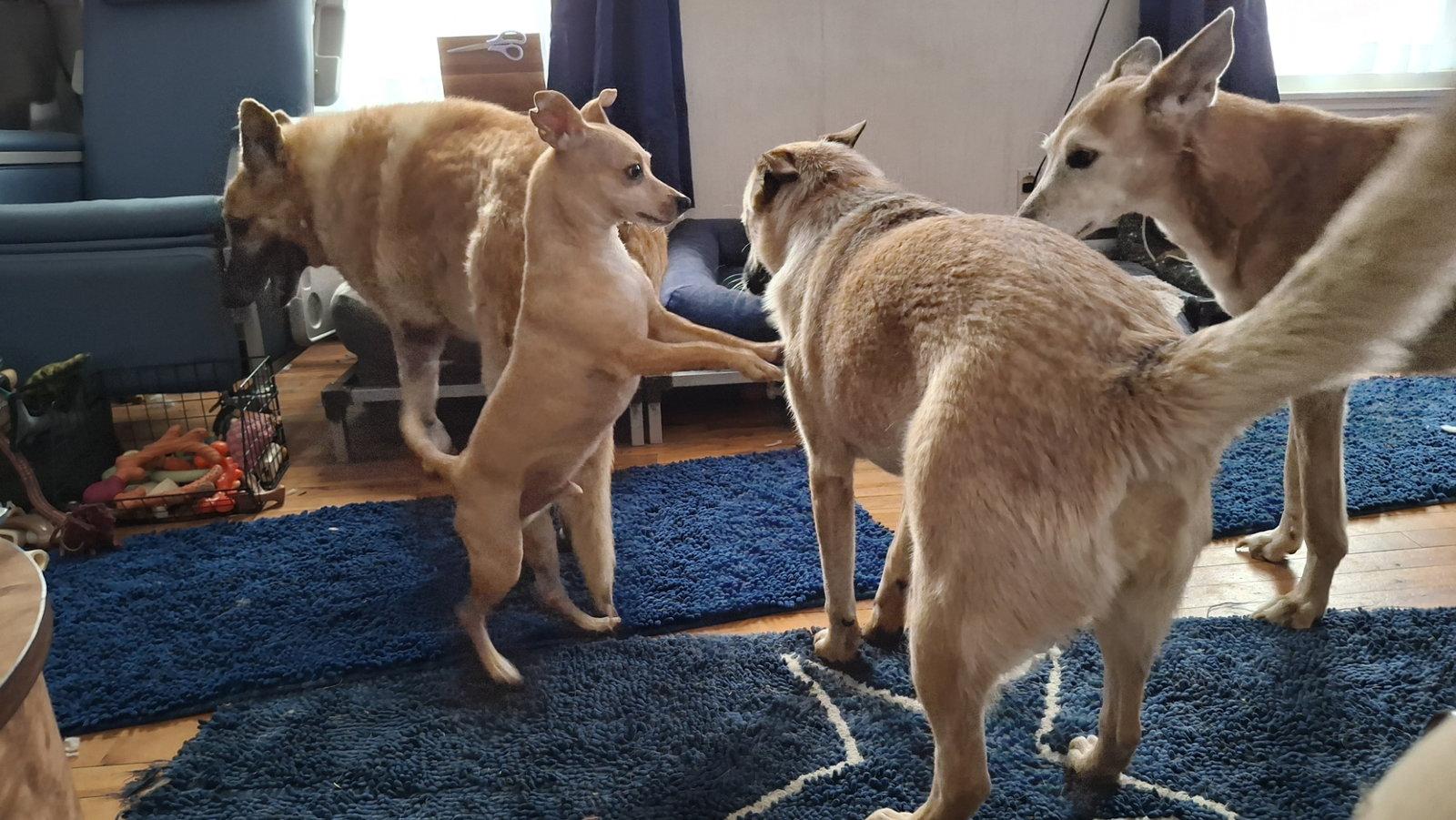 Enlarge LUCY, a Adoptable mixed breed in Sebec, ME image 3/3