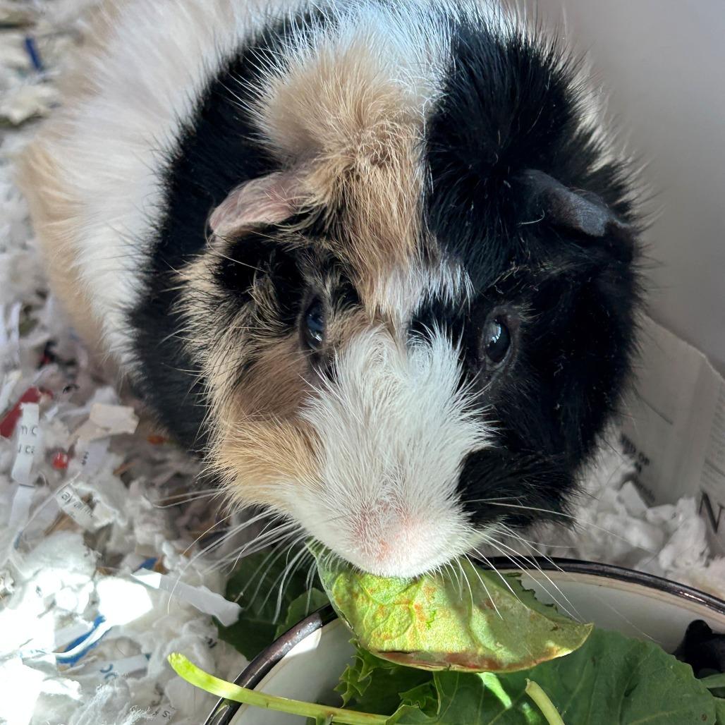 Enlarge Winston, a Adoptable Guinea Pig in Hawthorne, CA image 1/1