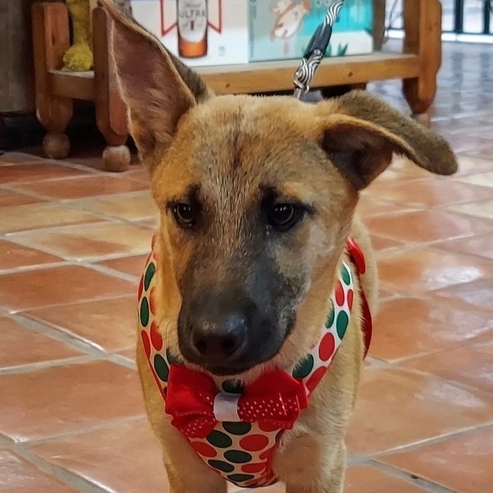 Sam, Adoptable, Adult Male Shepherd.