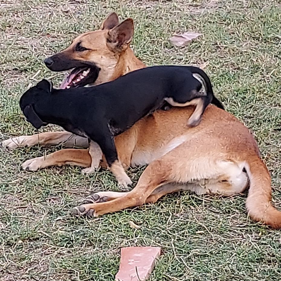 Sam, Adoptable, Adult Male Shepherd.