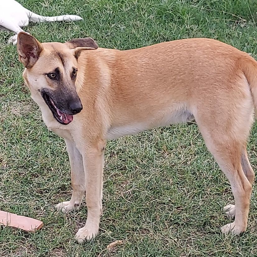 Enlarge Sam, a Adoptable mixed breed in Toms River, NJ image 3/12