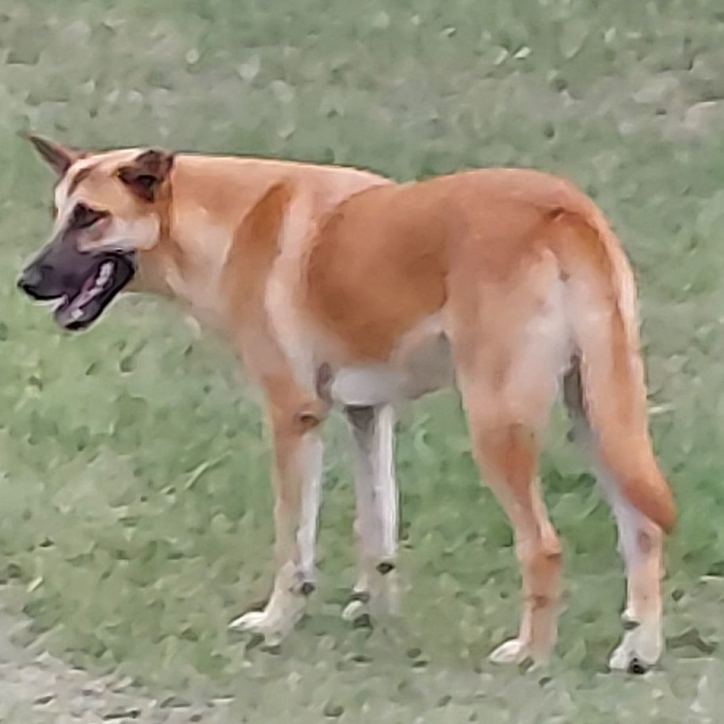 Enlarge Sam, a Adoptable mixed breed in Toms River, NJ image 4/12