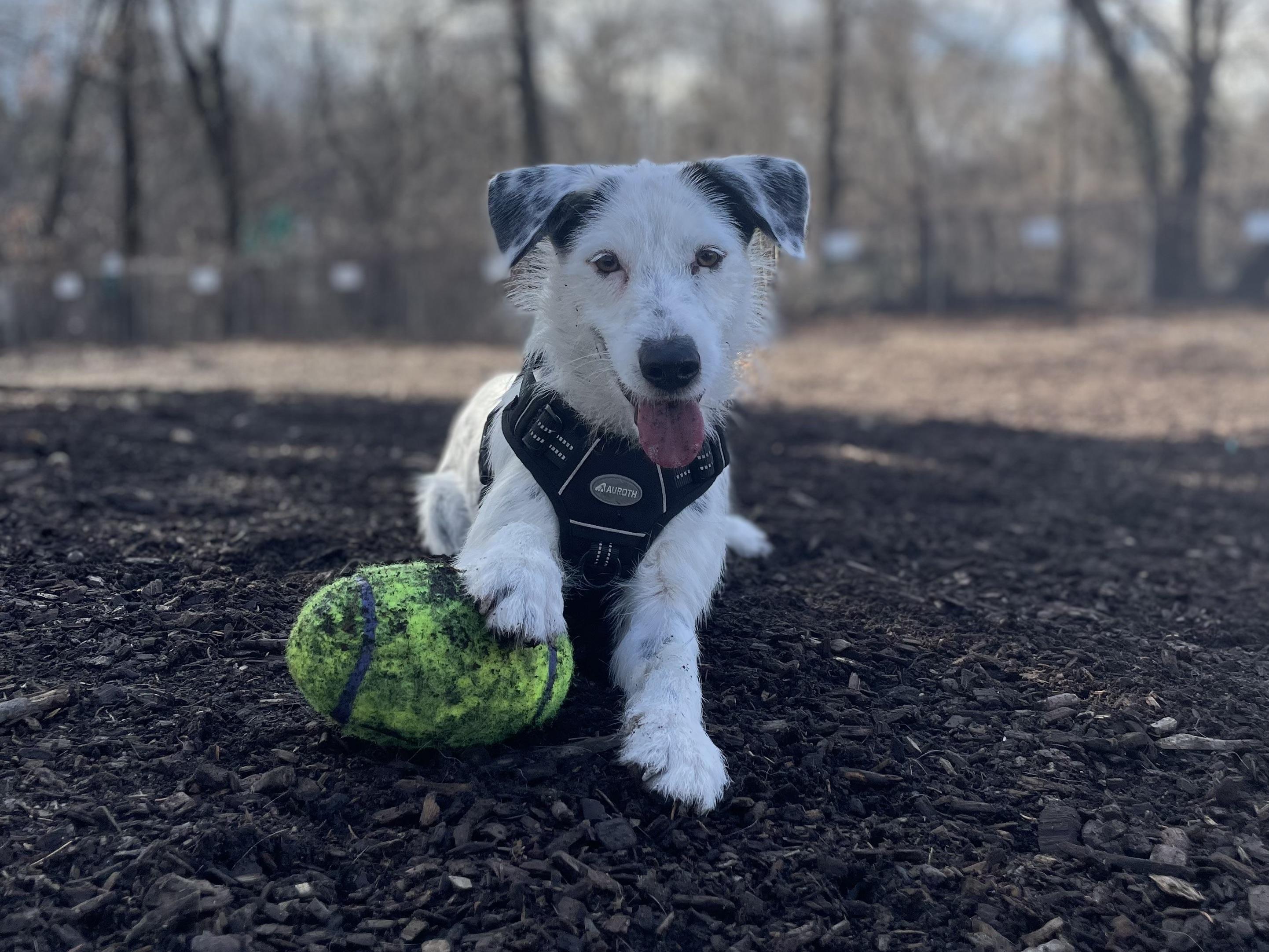 Wally Walnuts (tennis ball included)