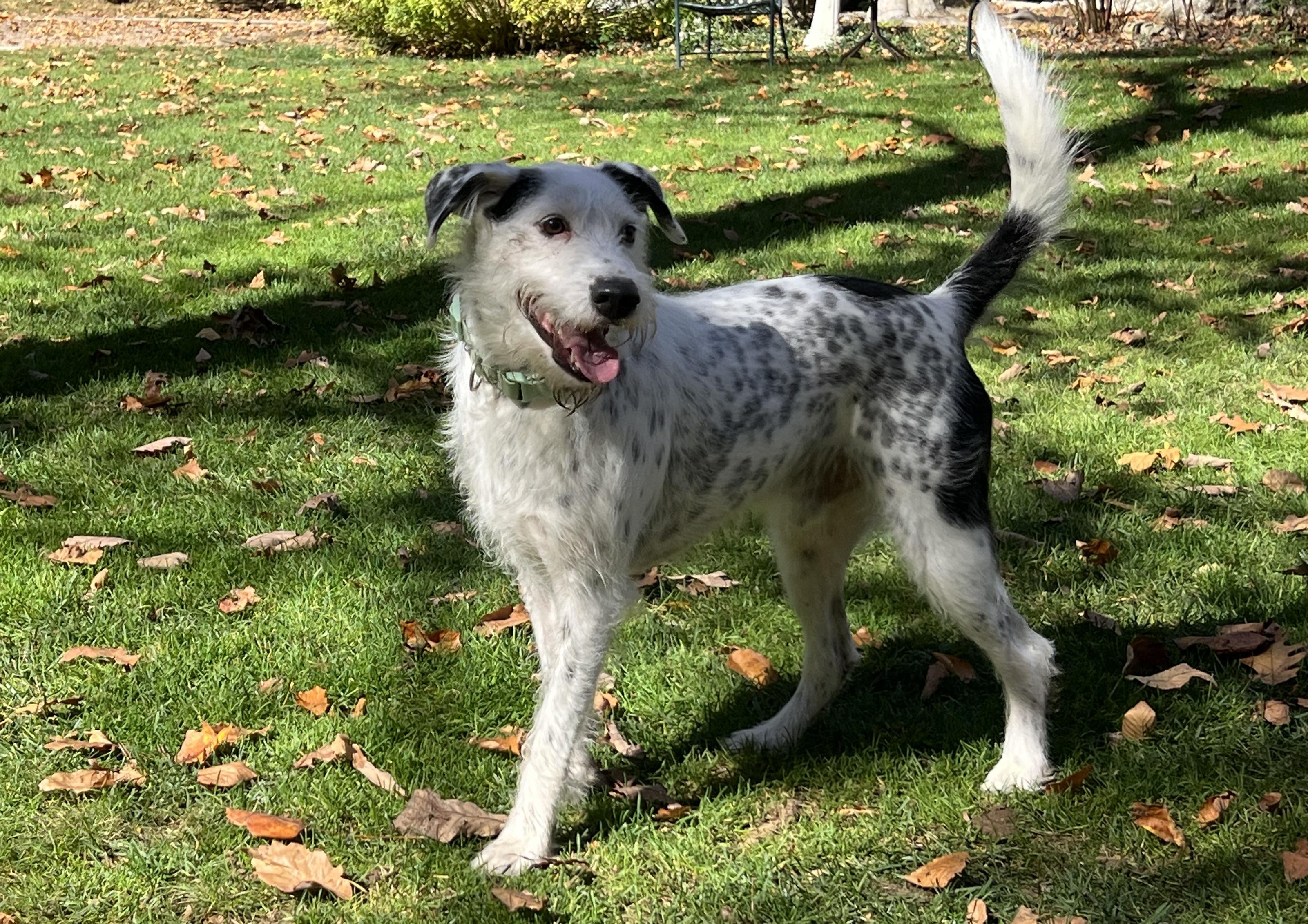 Wally Walnuts (tennis ball included)