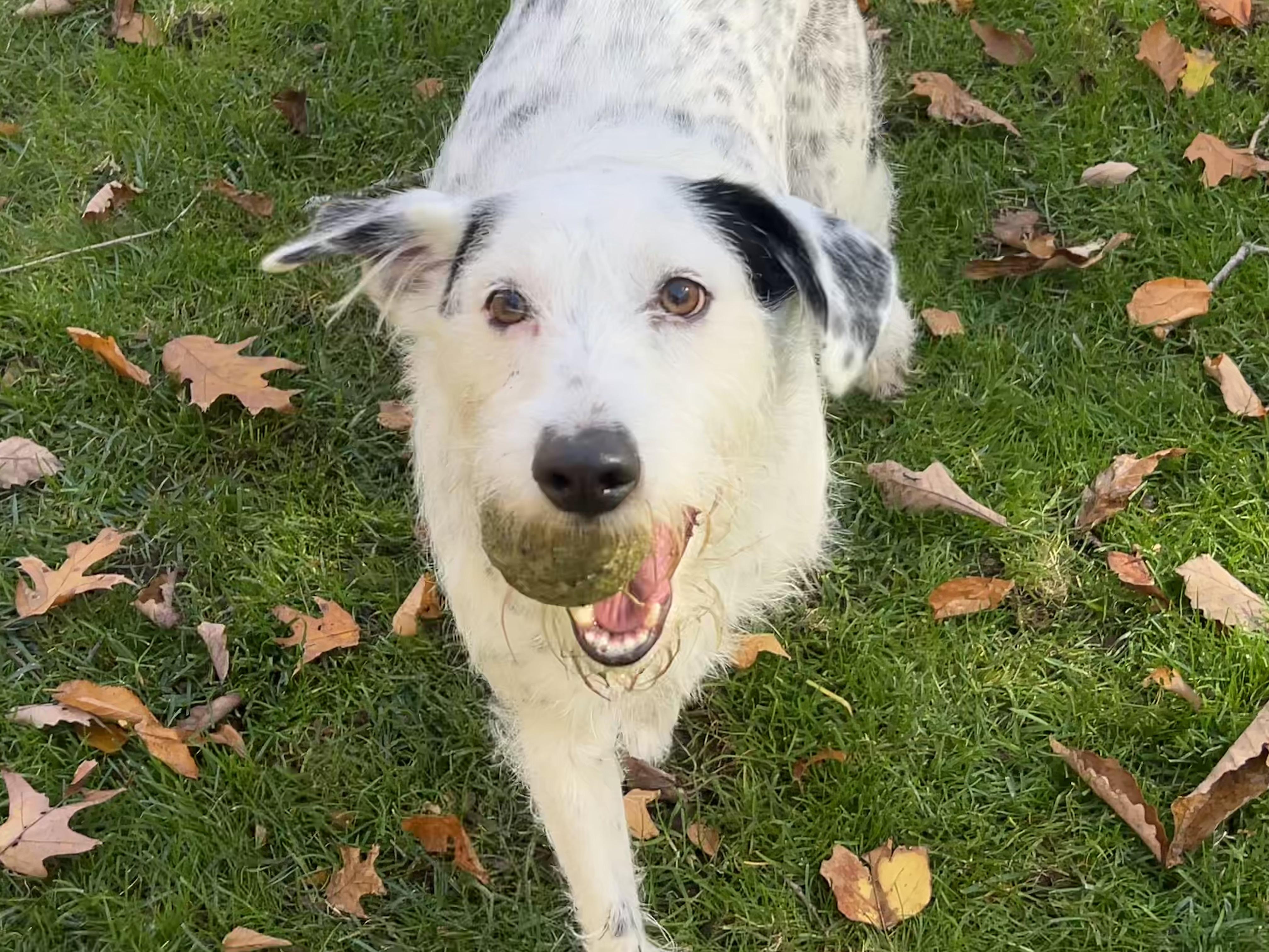 Wally Walnuts (tennis ball included)