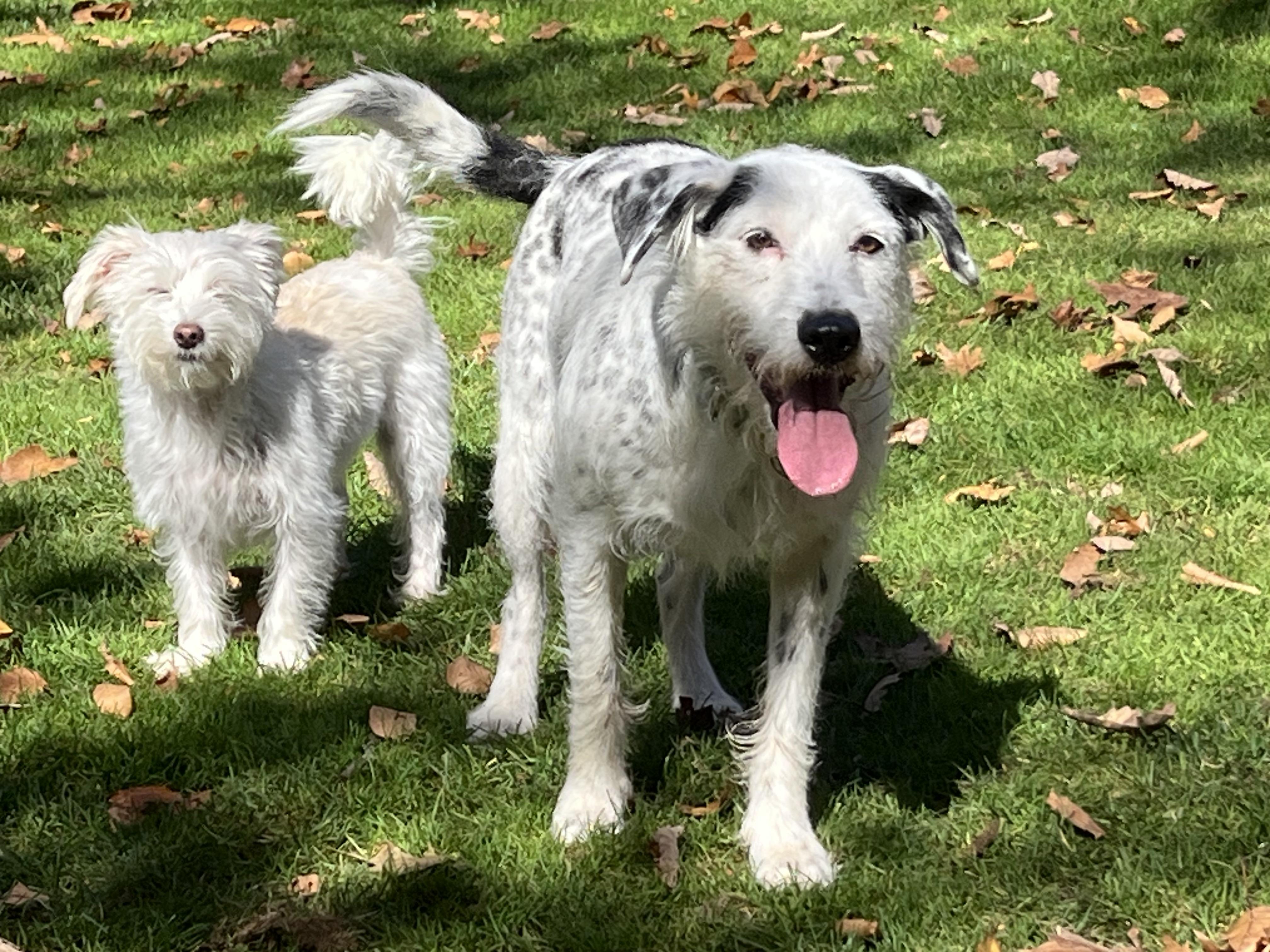 Wally Walnuts (tennis ball included)