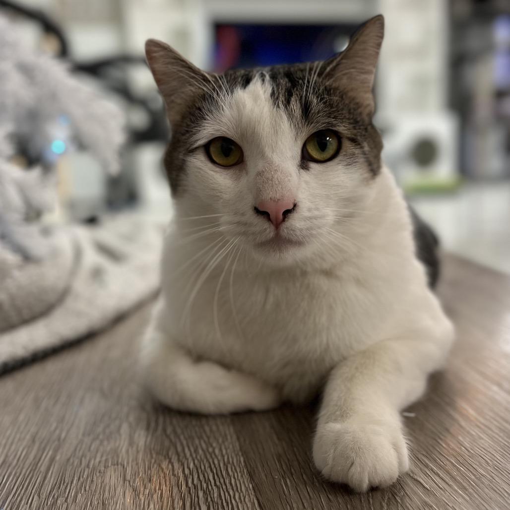 Enlarge Keith, a Adoptable Domestic Short Hair in Yucca Valley, CA image 1/5