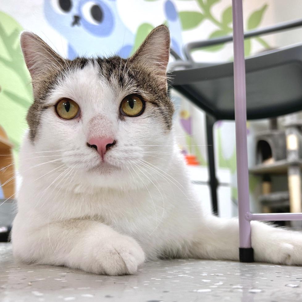 Enlarge Keith, a Adoptable Domestic Short Hair in Yucca Valley, CA image 2/5