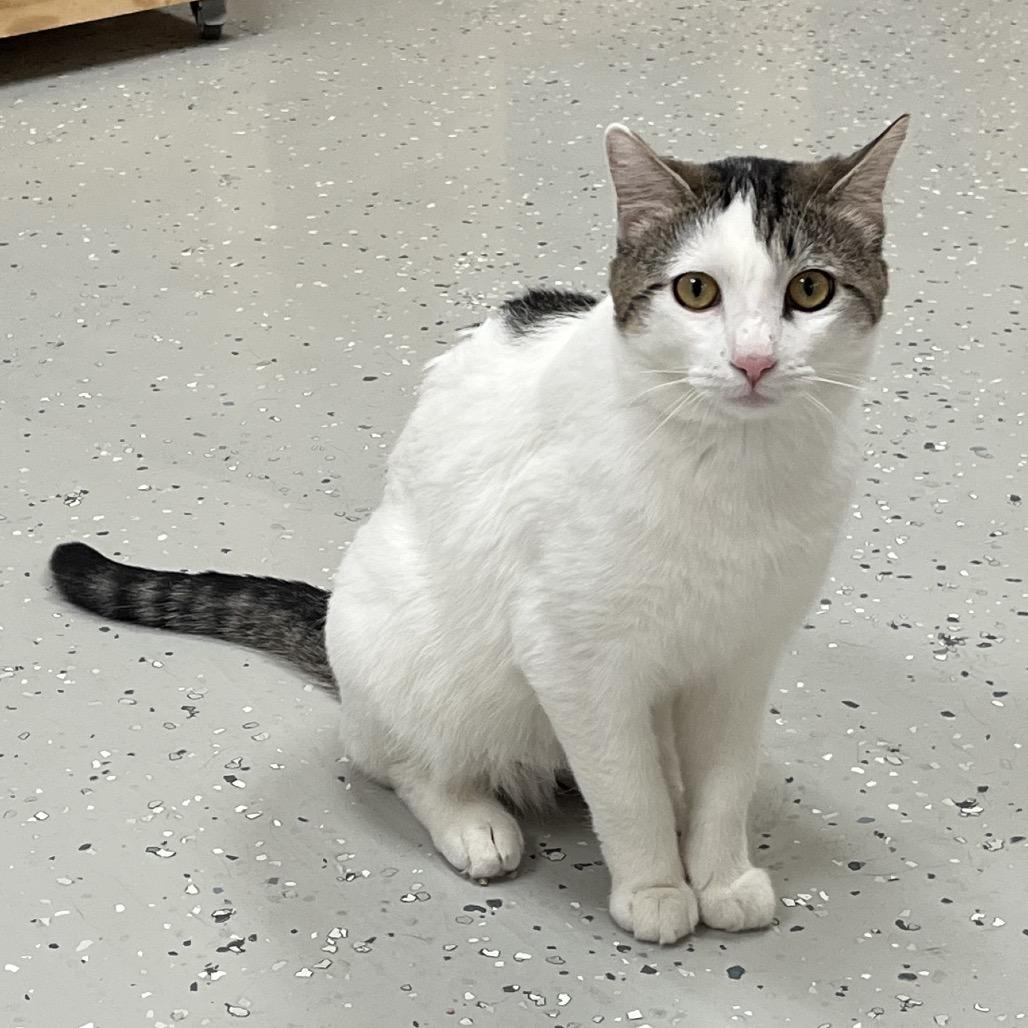 Enlarge Keith, a Adoptable Domestic Short Hair in Yucca Valley, CA image 3/5