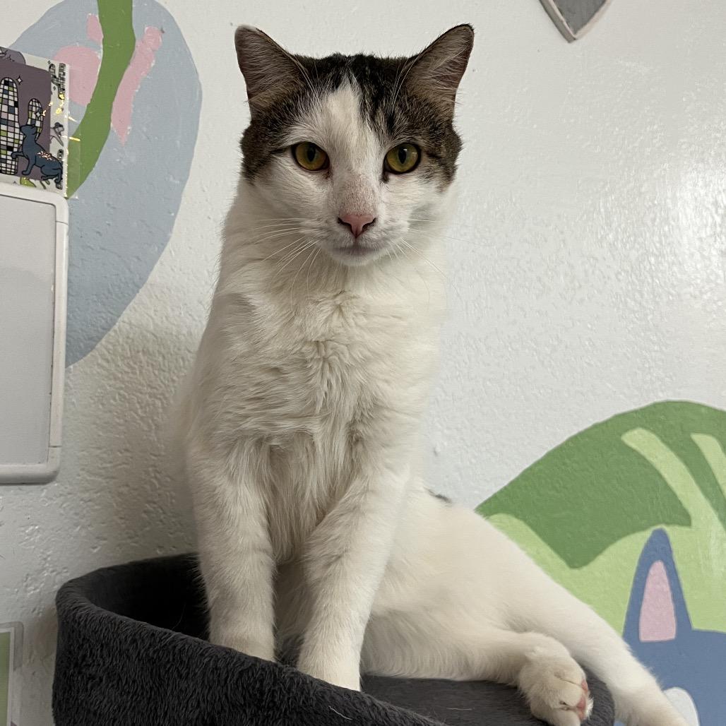 Enlarge Keith, a Adoptable Domestic Short Hair in Yucca Valley, CA image 4/5