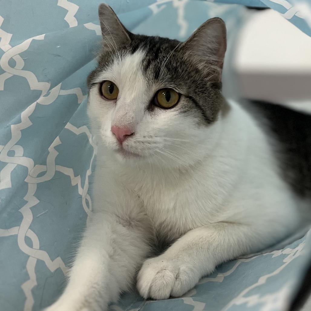 Enlarge Keith, a Adoptable Domestic Short Hair in Yucca Valley, CA image 5/5