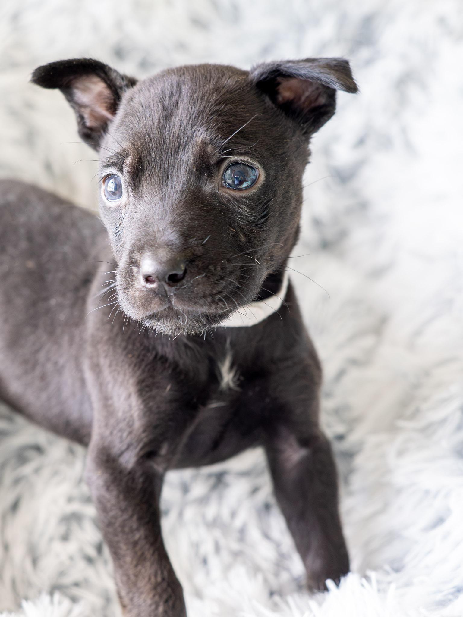 TUCKER, Adopted, Puppy Male Labrador Retriever & Rottweiler.