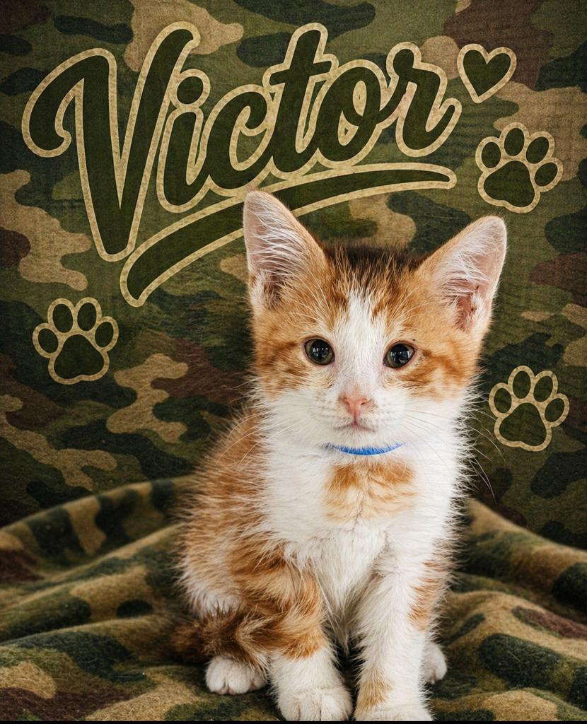 Enlarge Victor, a Adoptable mixed breed in Washington Court House, OH image 1/1