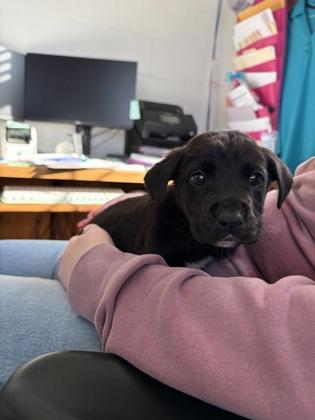 Atlas, ADOPTABLE, Young Male Mixed Breed.