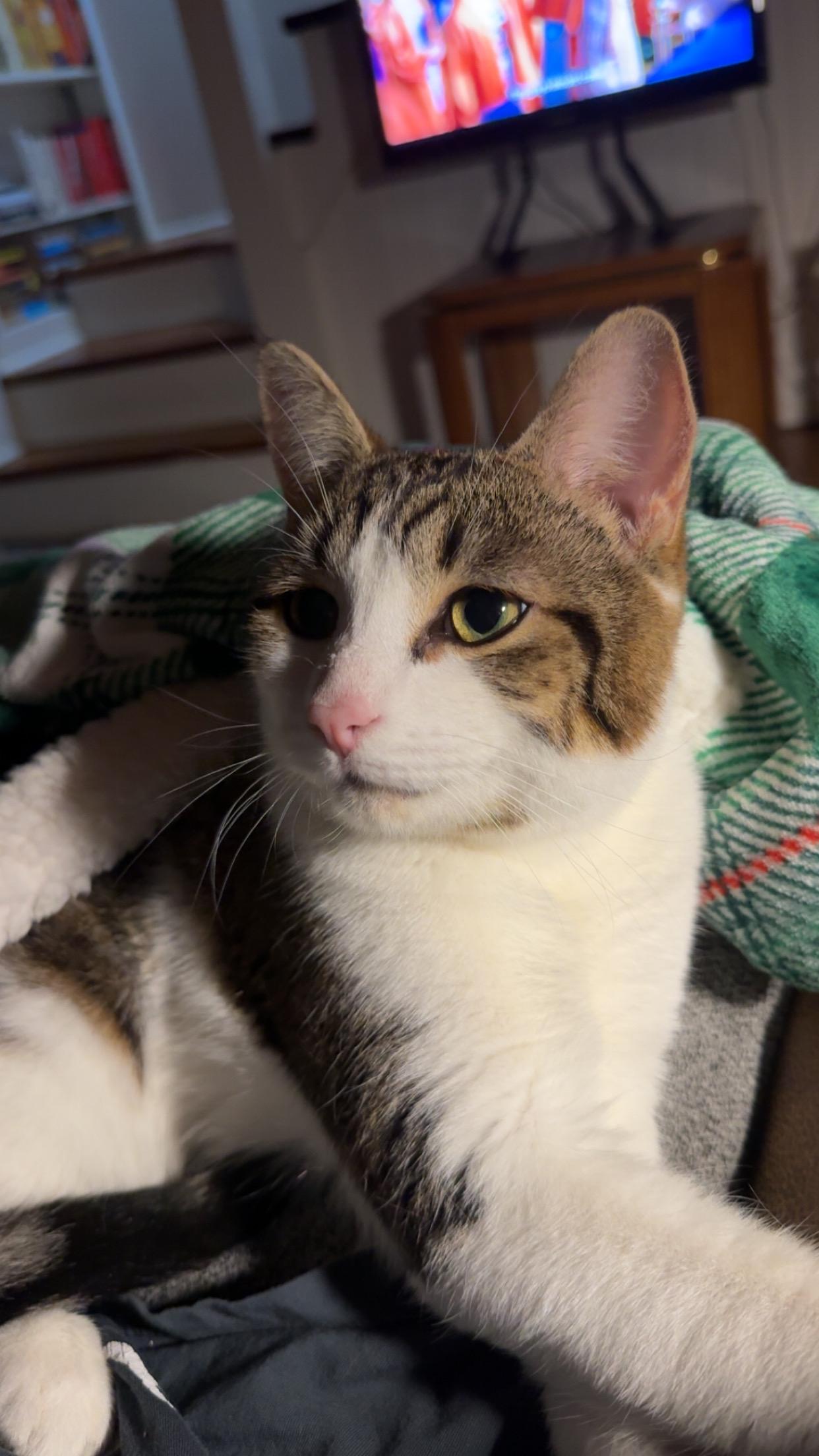 Meeko, ADOPTABLE, Adult Male Domestic Short Hair.