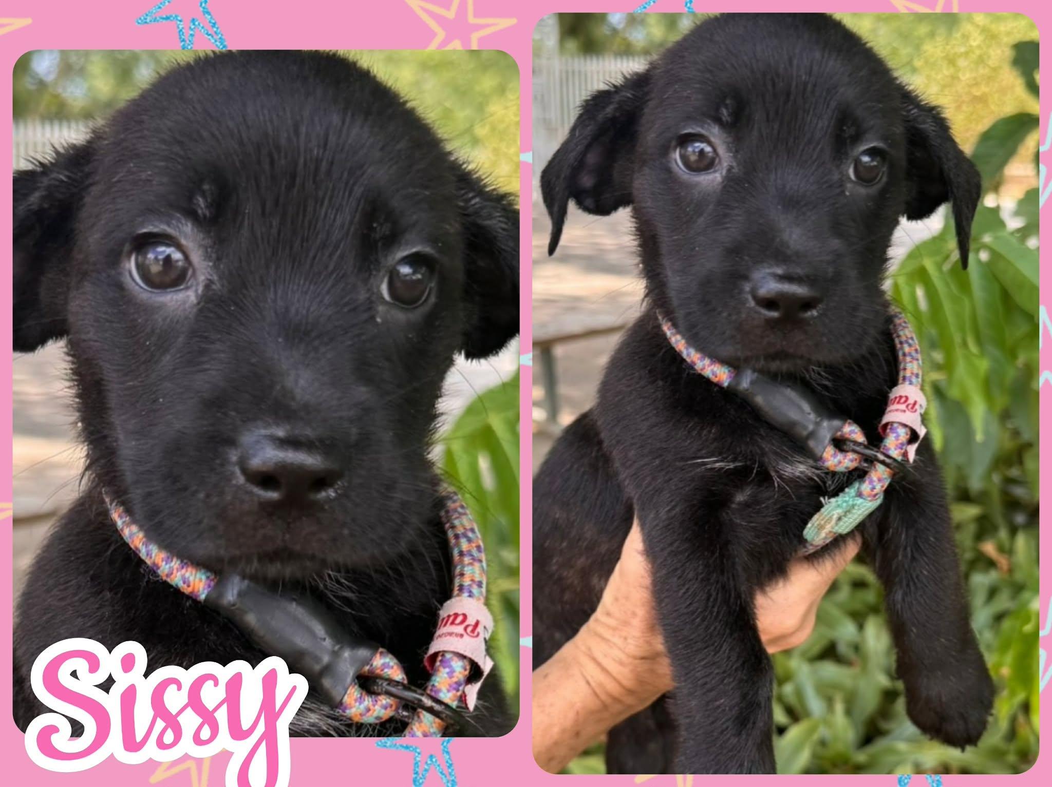 Sissy, ADOPTABLE, Puppy Female Labrador Retriever.