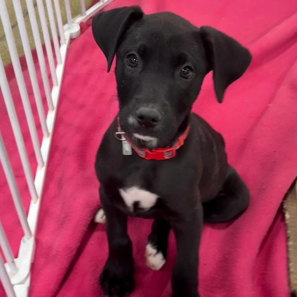 Saturn, Adoptable, Puppy Male Mixed Breed.