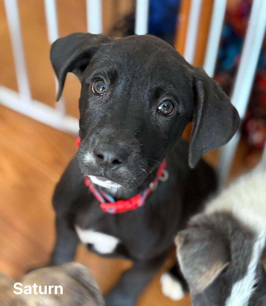 Enlarge Saturn, a Adoptable mixed breed in sun prairie, WI image 2/3