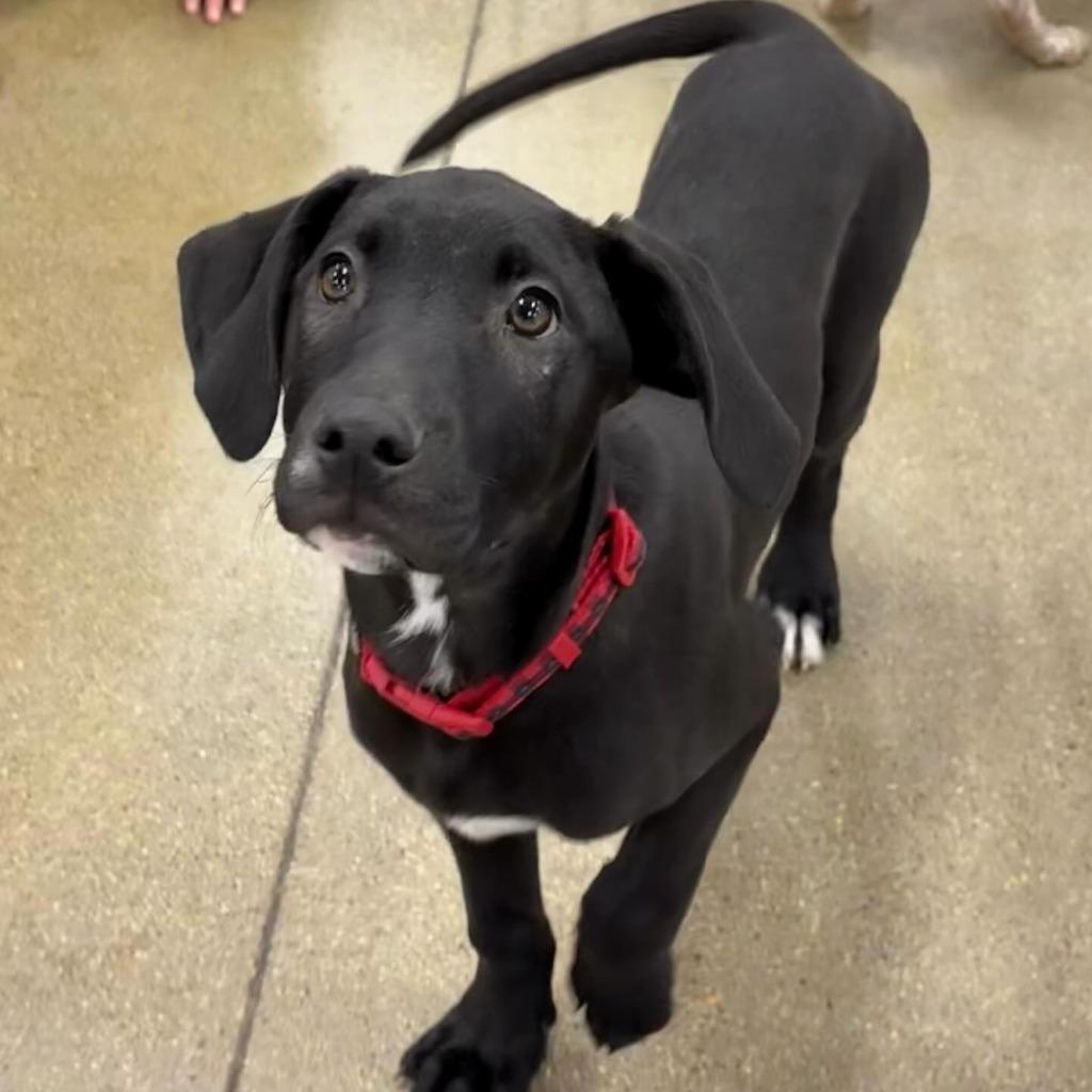 Enlarge Saturn, a Adoptable mixed breed in sun prairie, WI image 3/4