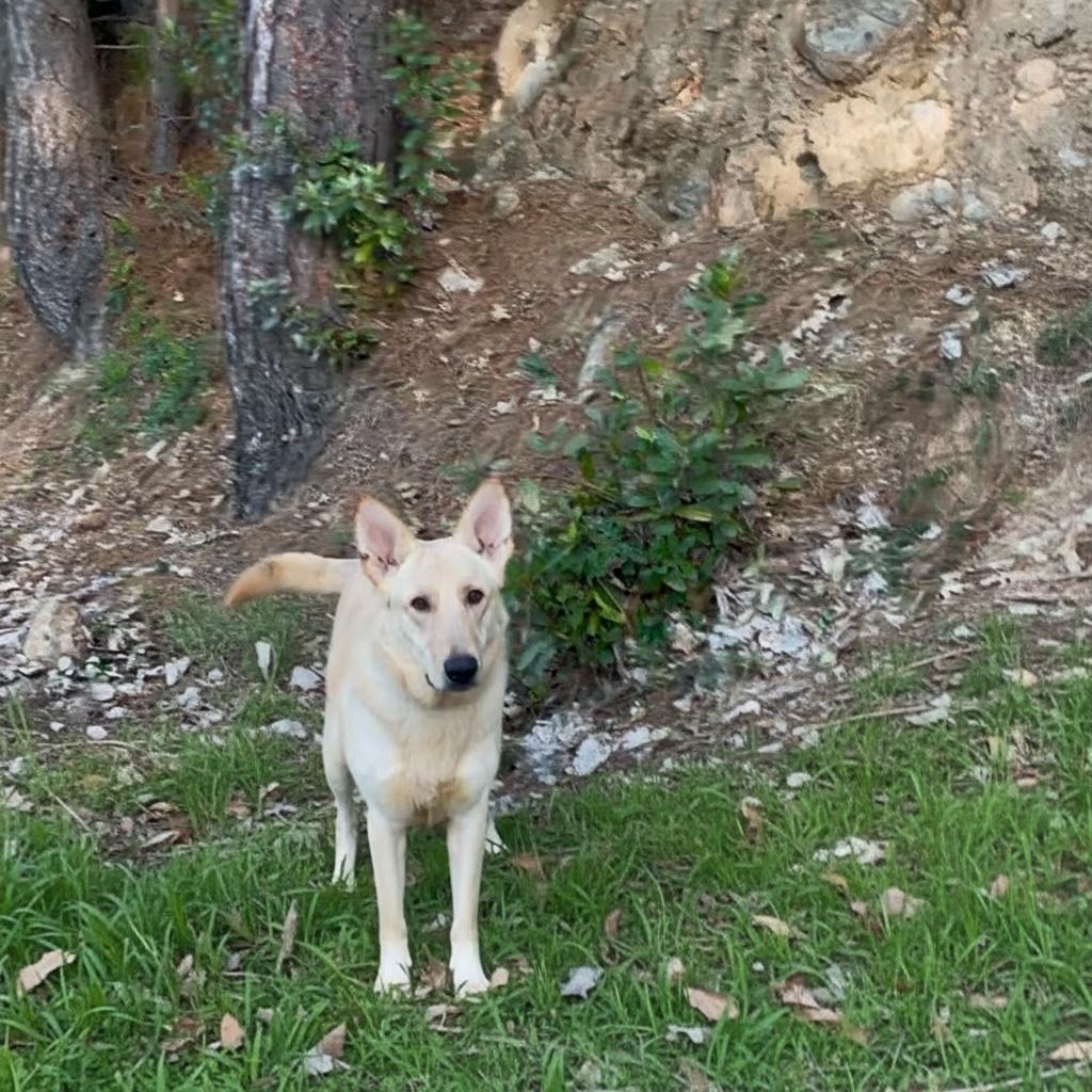 SHEP, ADOPTABLE, Young Male Shepherd & Yellow Labrador Retriever.