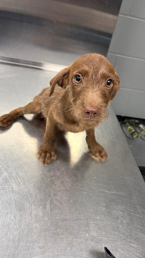 E.J., Adoptable, Puppy Male Terrier.