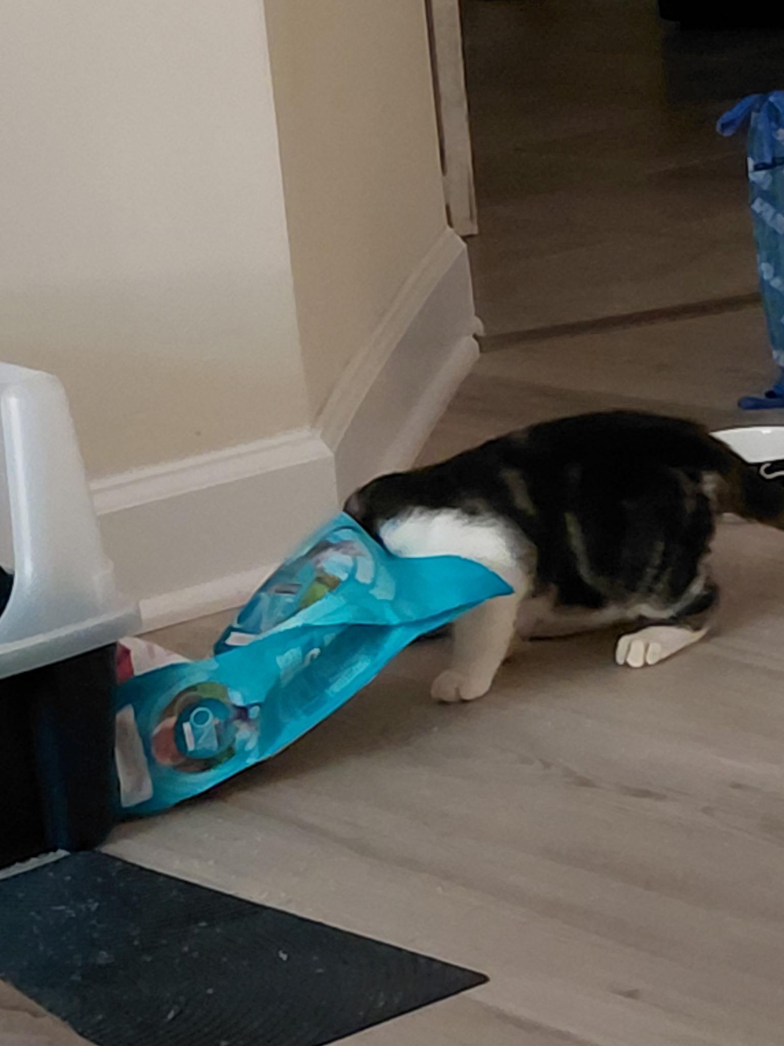 Enlarge Fish Stu, a Adoptable Domestic Short Hair in Seneca, SC image 4/4