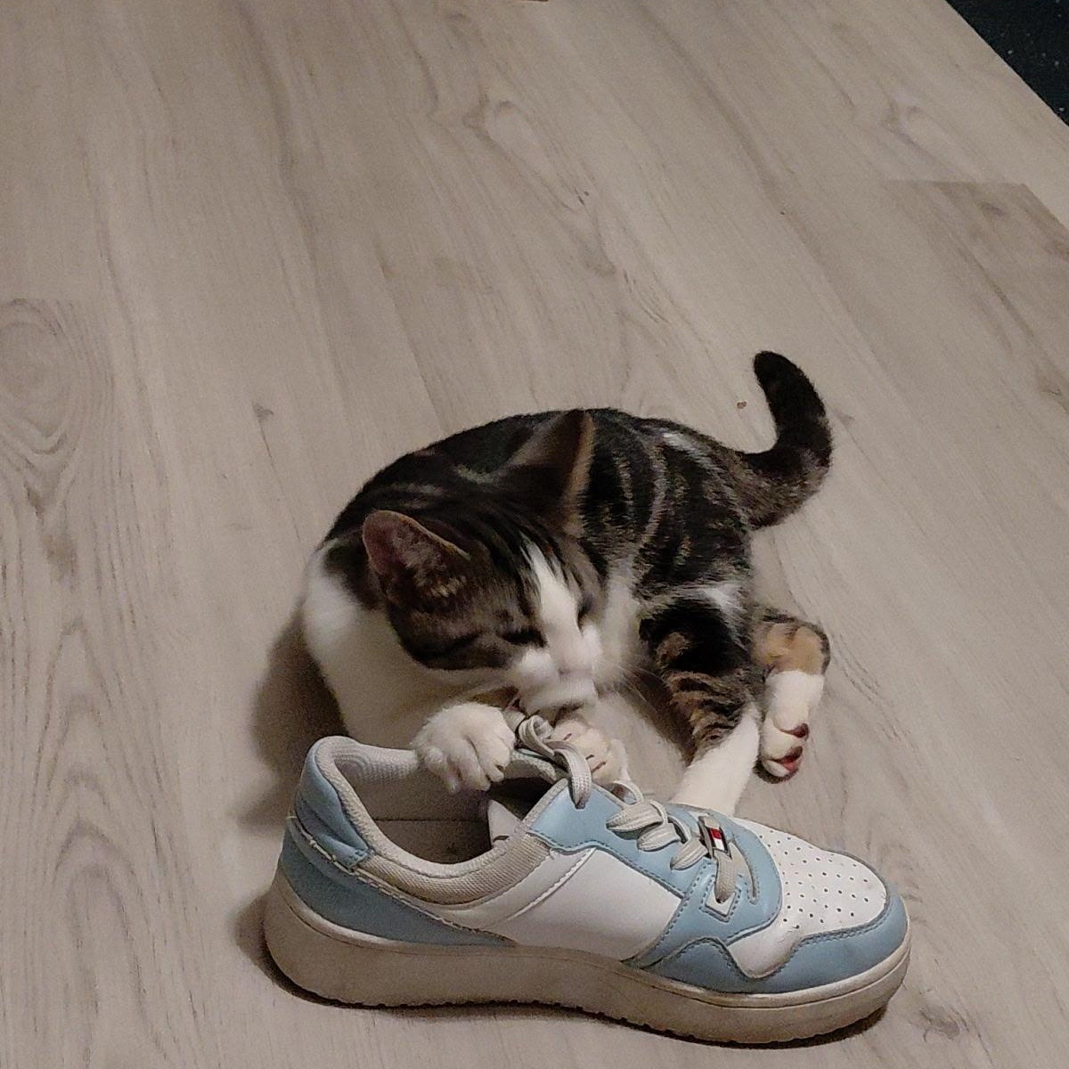 Enlarge Fish Stu, a Adoptable Domestic Short Hair in Seneca, SC image 2/4