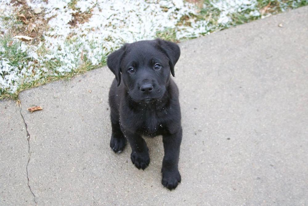 Flint, Adoptable, Puppy Male Labrador Retriever.
