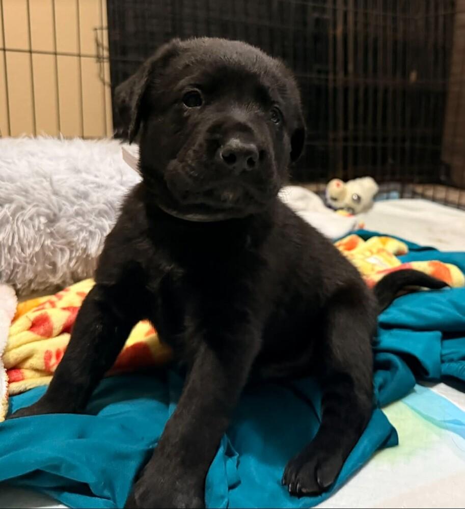 Enlarge Flint, a Adoptable mixed breed in Parker, CO image 2/2