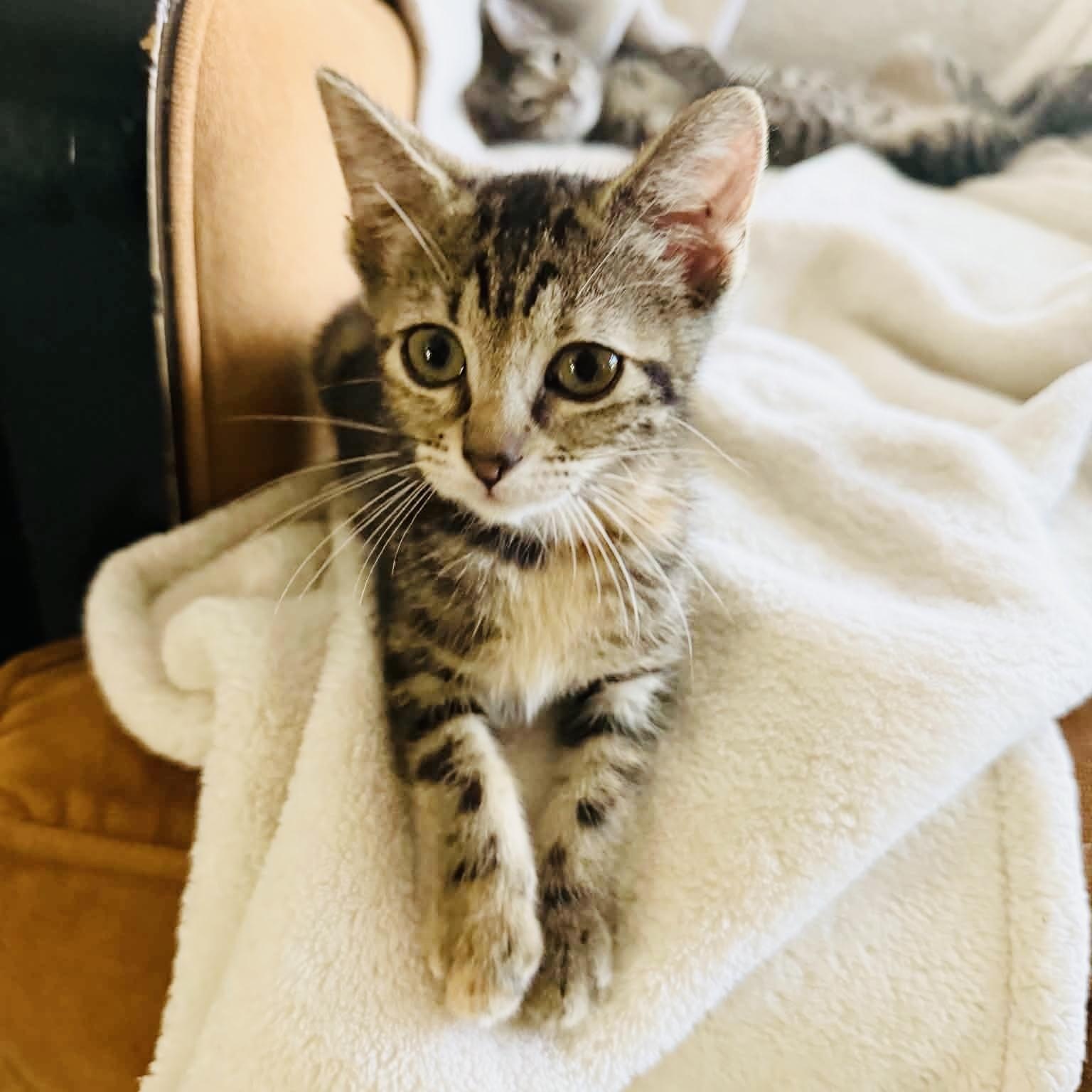 Cuddly little Texanna, Adoptable, Kitten Female Tabby.