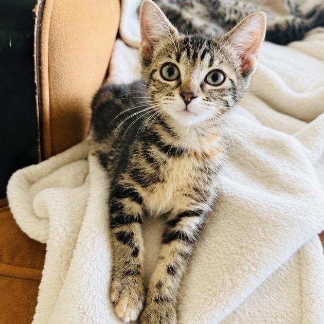 Enlarge Cuddly little Texanna, a Adoptable Tabby in West Hartford , CT image 3/4