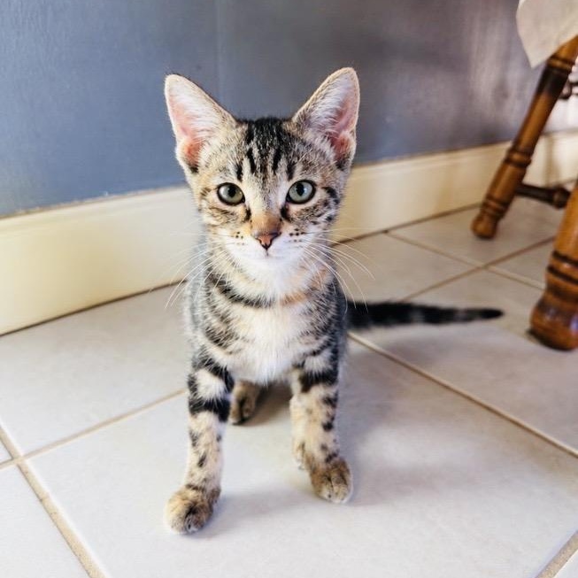 Enlarge Cuddly little Texanna, a Adoptable Tabby in West Hartford , CT image 2/4