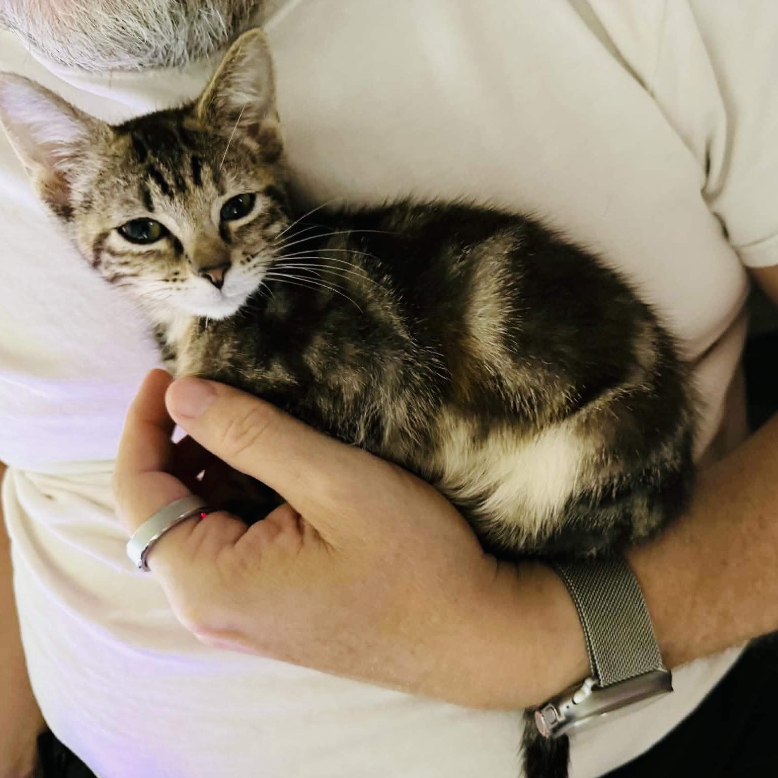 Enlarge Cuddly little Texanna, a Adoptable Tabby in West Hartford , CT image 4/4