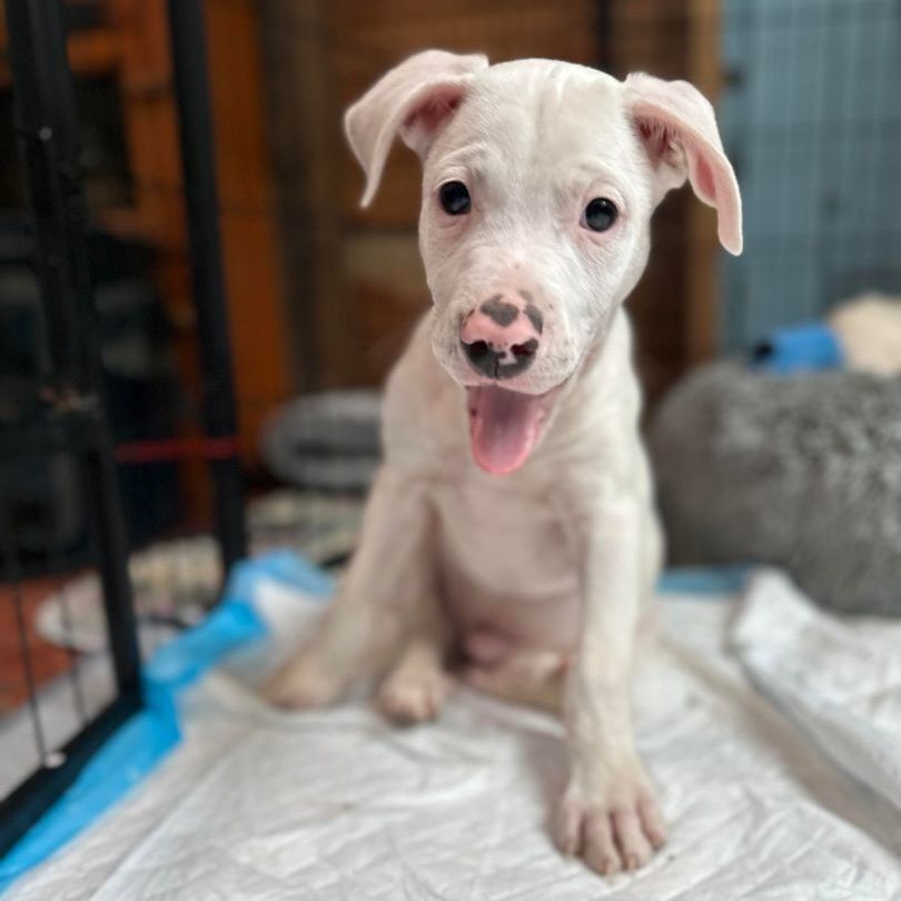 Elmer, Adopted, Puppy Male Mixed Breed & Great Pyrenees.