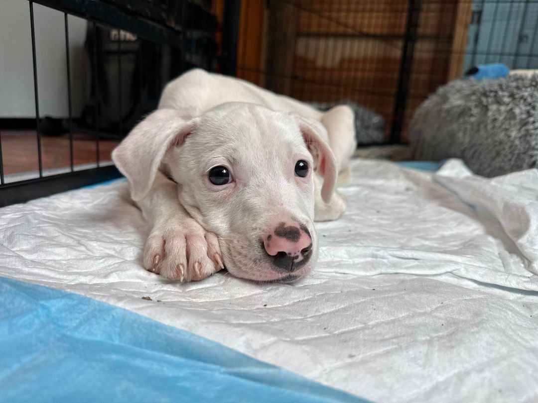 Enlarge Elmer, a Adopted mixed breed in East Hartford, CT image 4/12