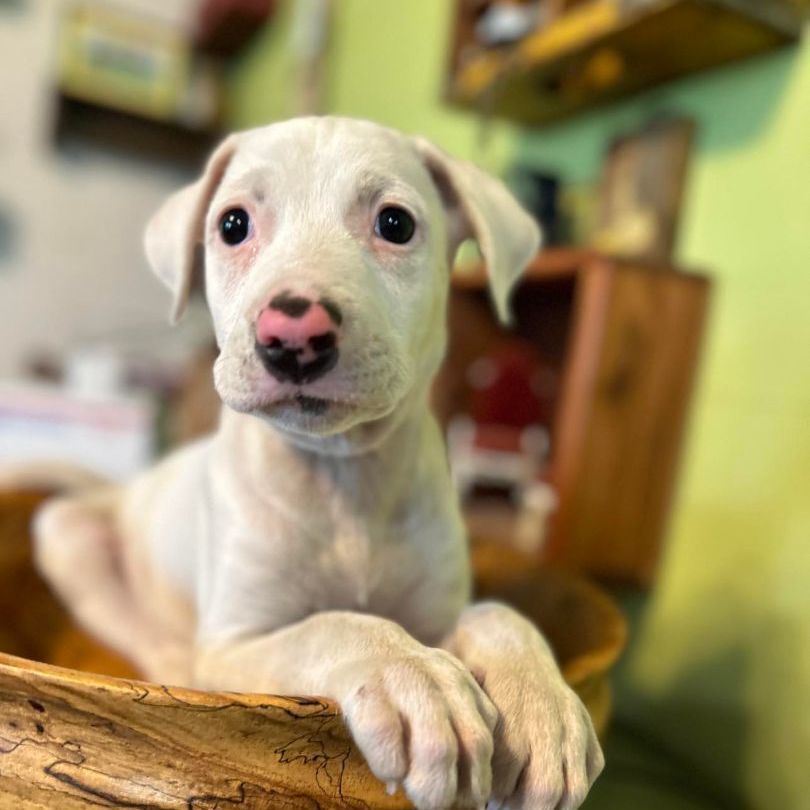 Enlarge Elmer, a Adopted mixed breed in East Hartford, CT image 5/12