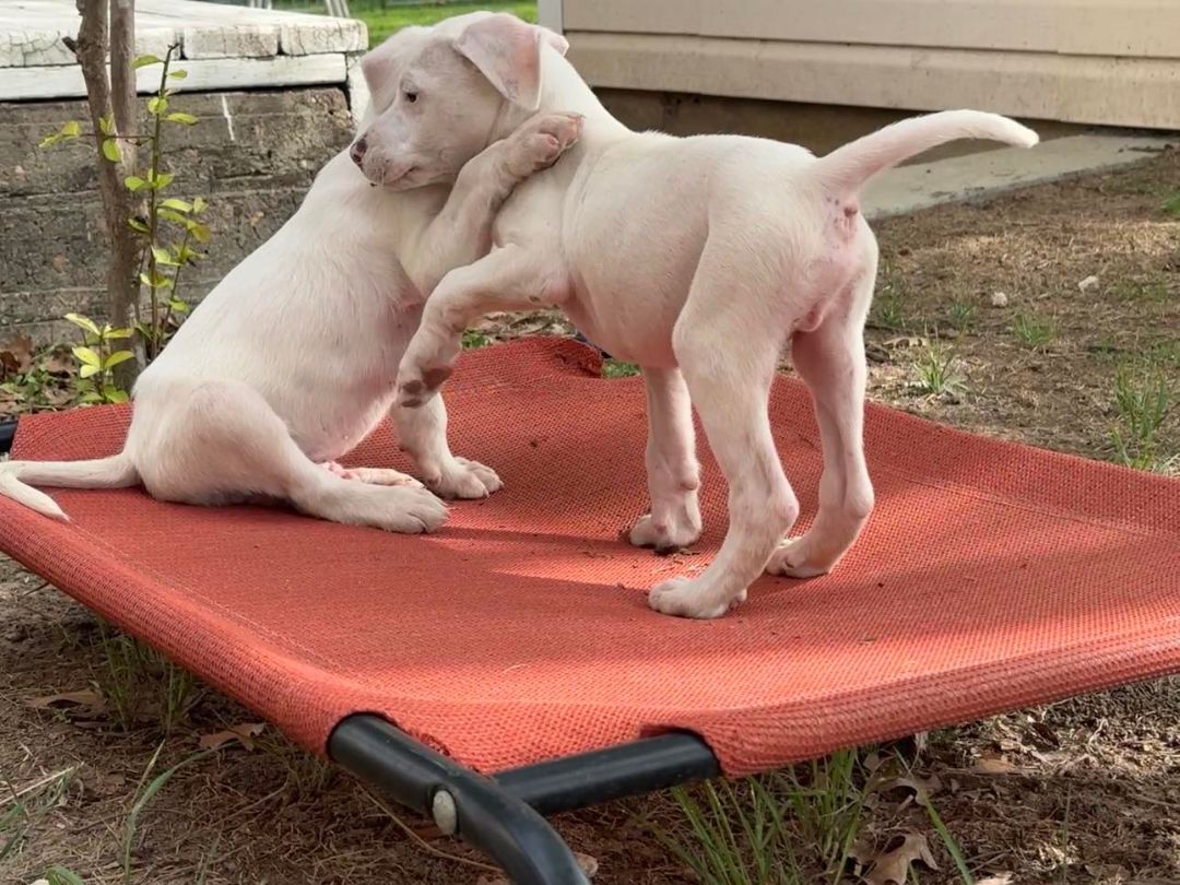 Enlarge Elmer, a Adopted mixed breed in East Hartford, CT image 6/12