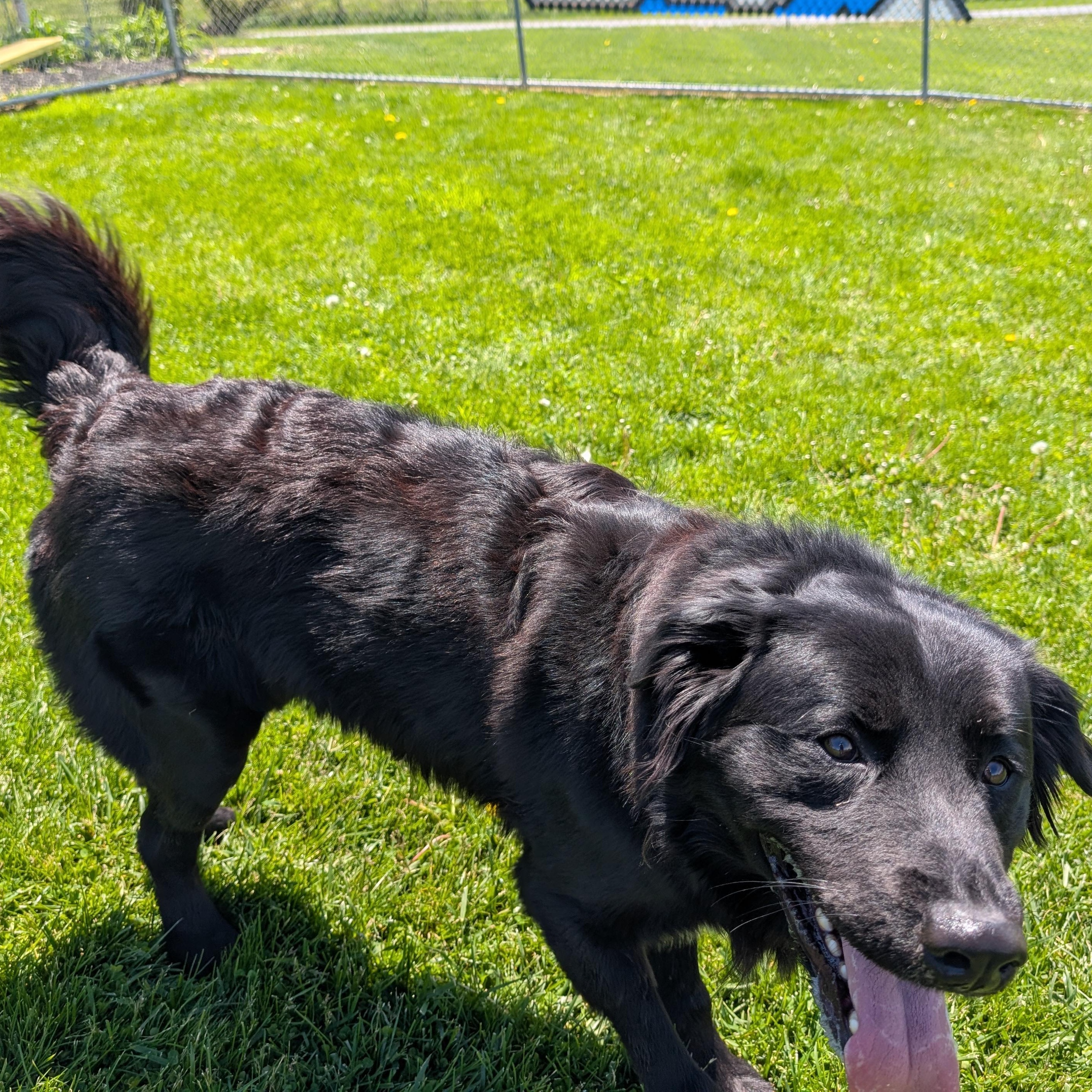 Enlarge 190019 Benny, a ADOPTABLE Flat-Coated Retriever in Ravenna, OH image 4/4