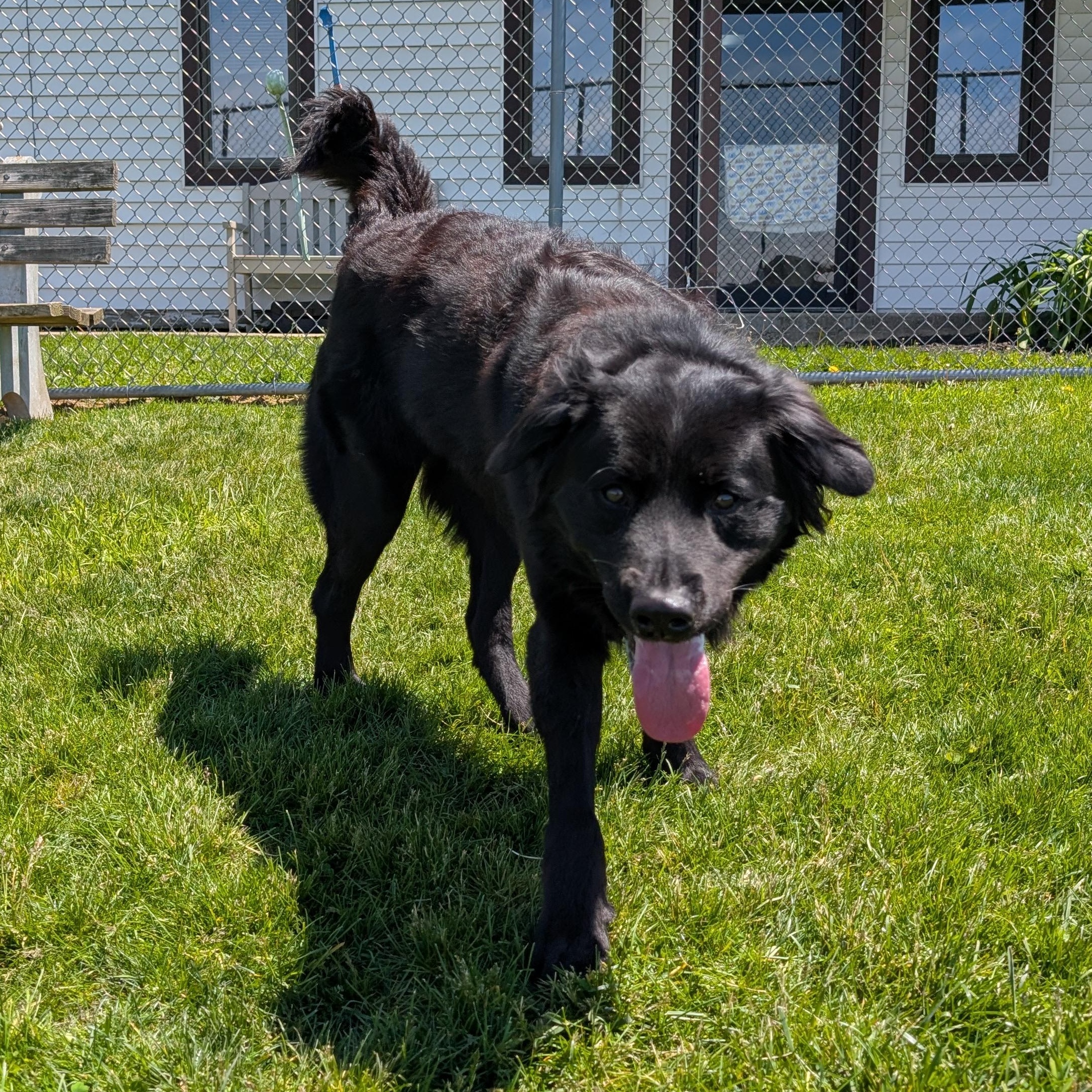 Enlarge 190019 Benny, a ADOPTABLE Flat-Coated Retriever in Ravenna, OH image 2/4