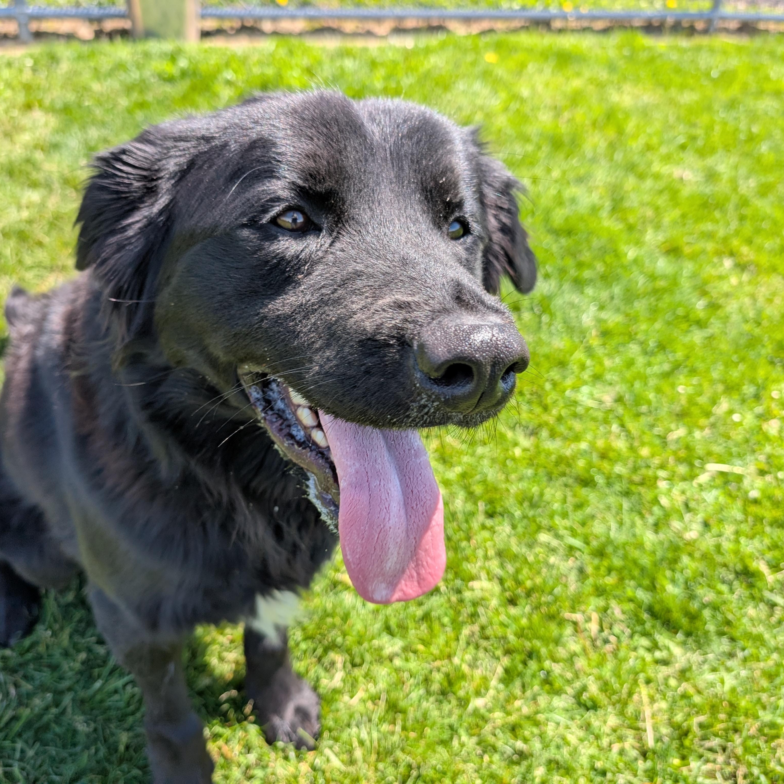 Enlarge 190019 Benny, a ADOPTABLE Flat-Coated Retriever in Ravenna, OH image 1/4