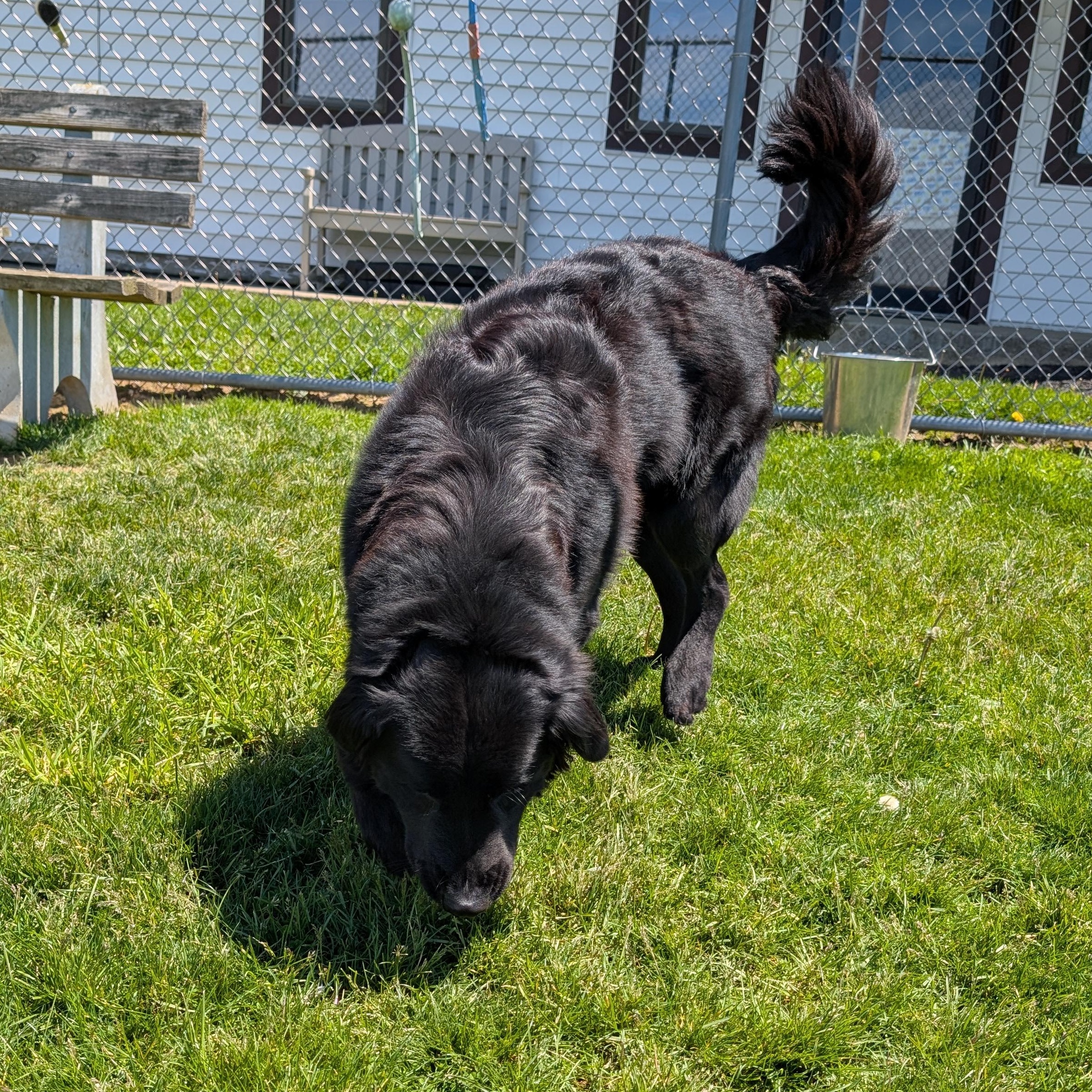 Enlarge 190019 Benny, a ADOPTABLE Flat-Coated Retriever in Ravenna, OH image 3/4
