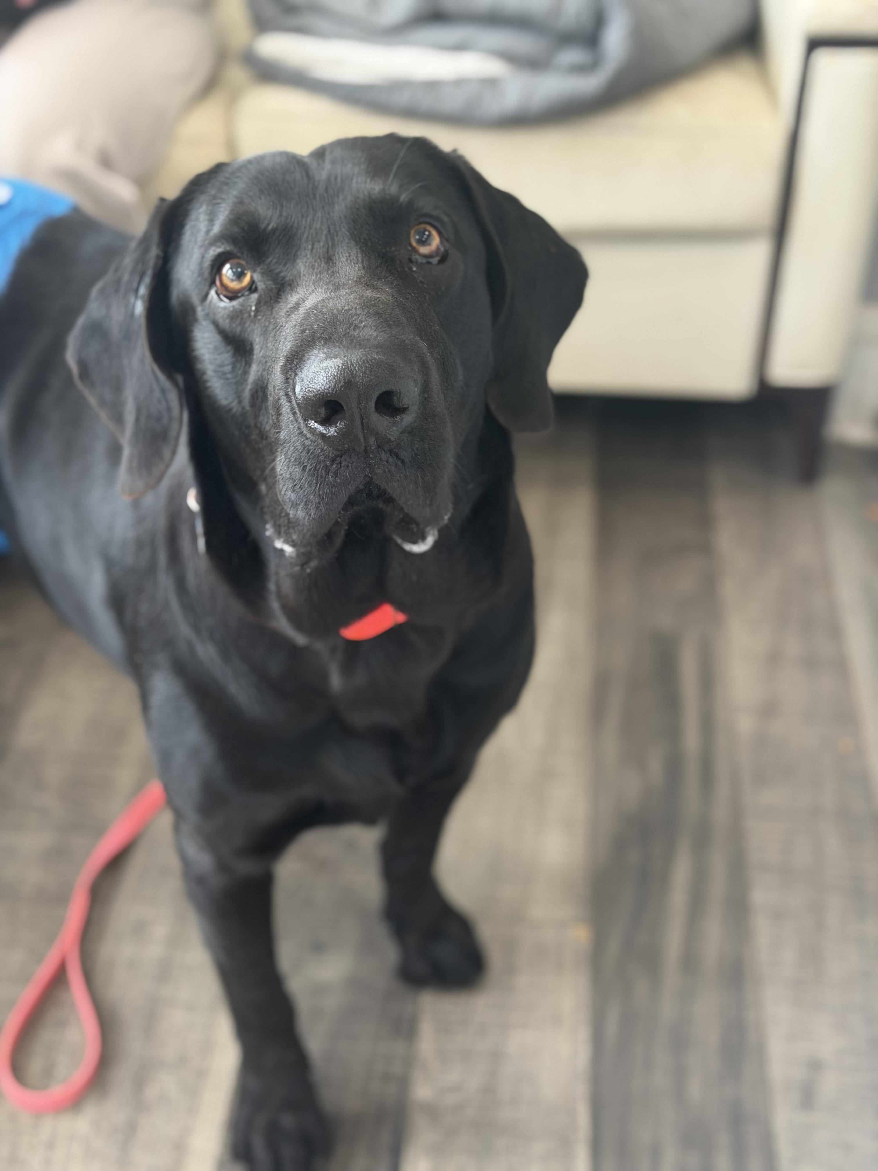 Enlarge Gumbo, a ADOPTABLE Black Labrador Retriever in Mahwah, NJ image 5/6